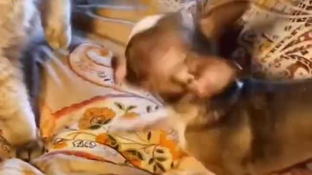 little cute dog vs cat🐈