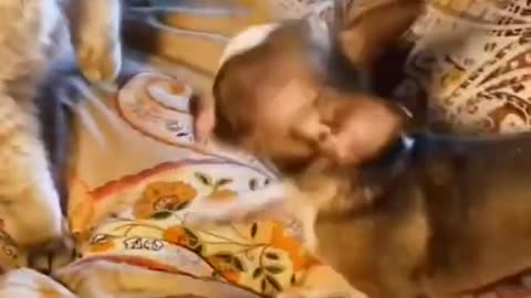 little cute dog vs cat🐈