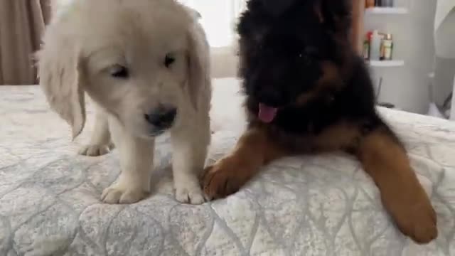 German Shepherd Puppy and Golden Retriever Puppy Playing for the First Time!