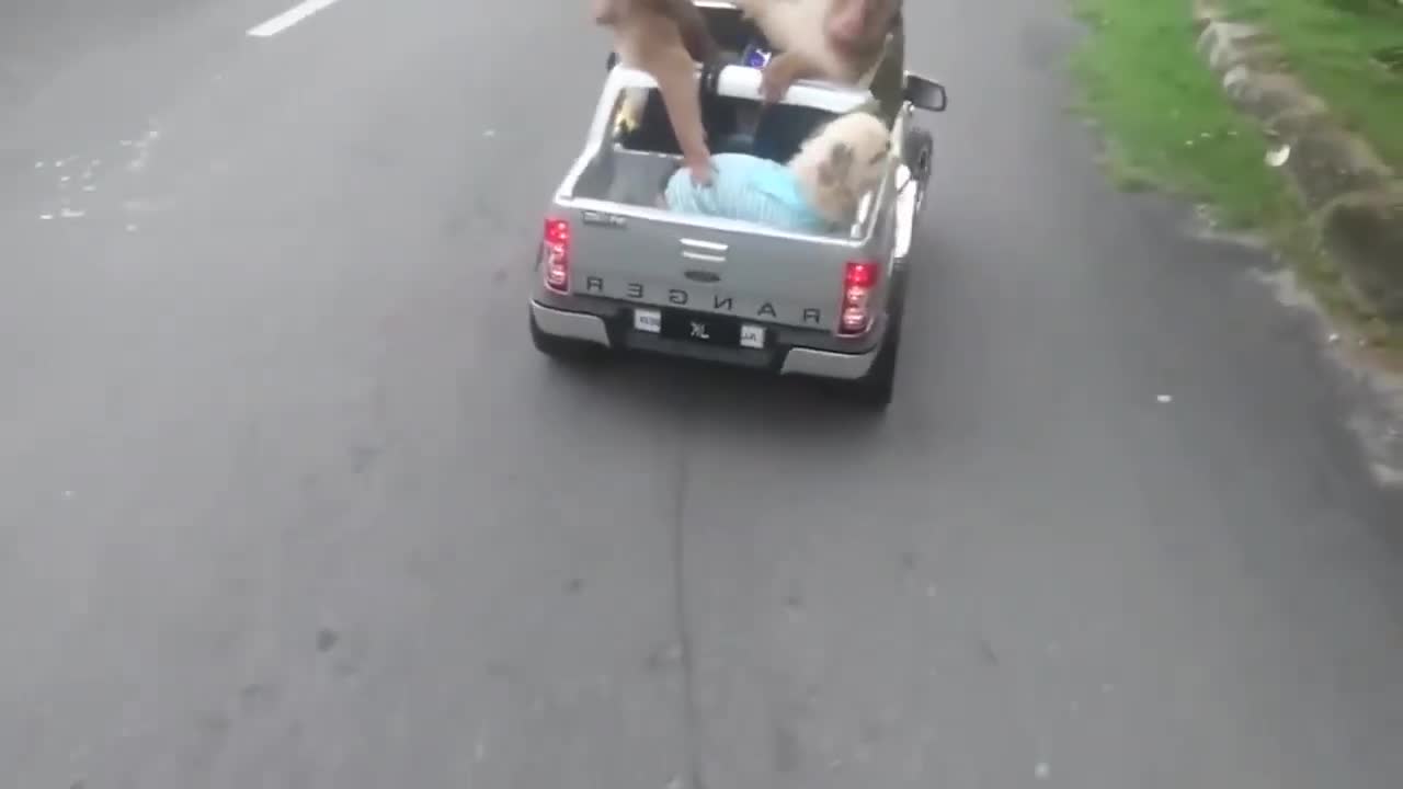 FUNNY ANIMALS YOU GET LAUGHING ..