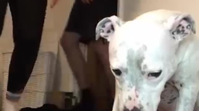 Dog funny moment
