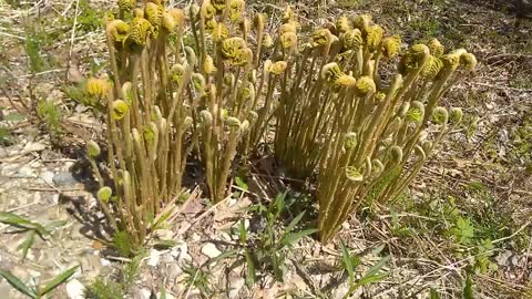 Fiddleheads