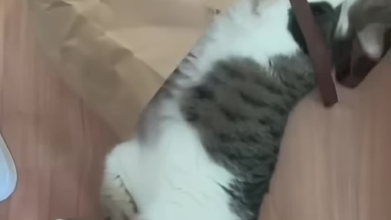 Funny cats vs dogs reaction #187