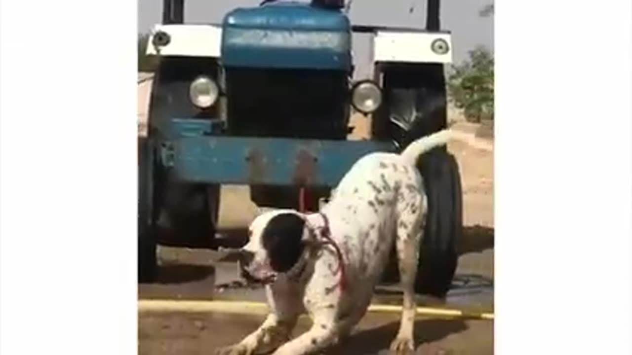 Stronger dog 🐶♥️