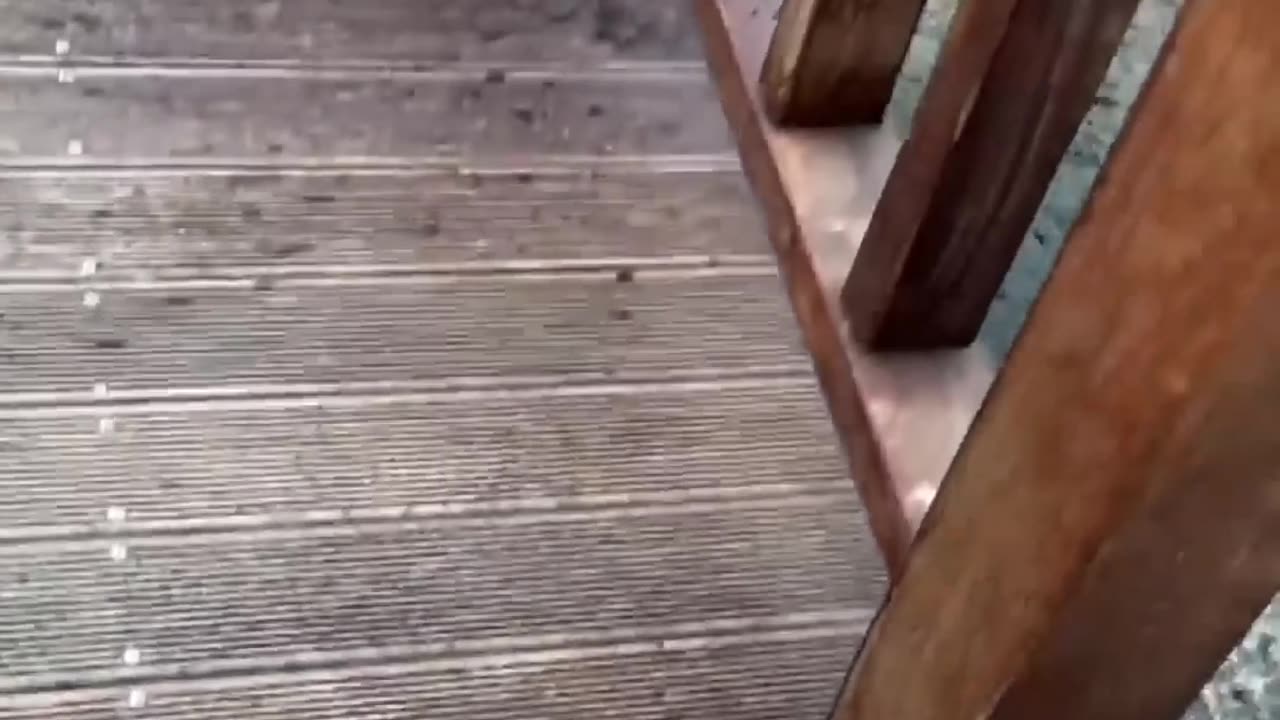Funny Animal Memorable Moments