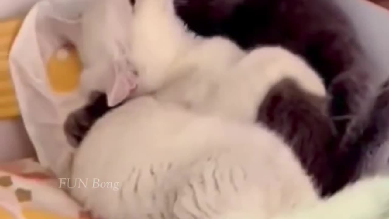 #funny cat video for #kid