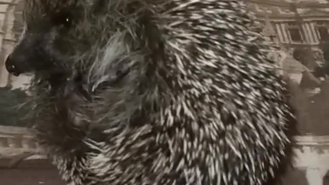 Cute little hedgehog licking his lips