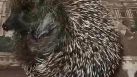 Cute little hedgehog licking his lips