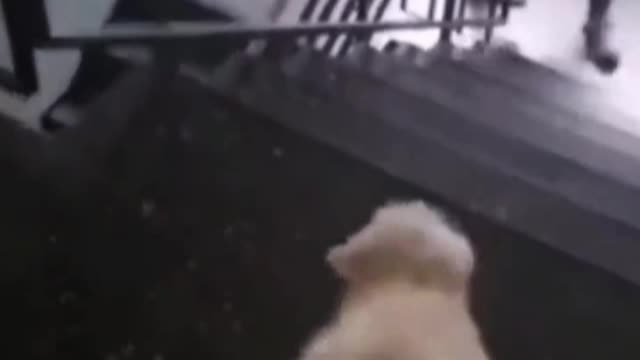 The dog that wags its tail