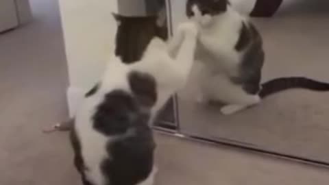 Cats funny video Cats funniest video 🤣😝😜