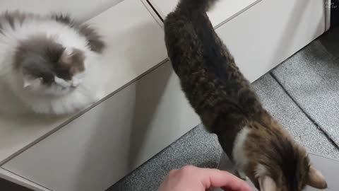 Let's share some food, human