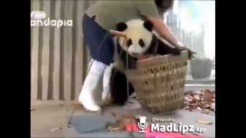 Try not to laugh