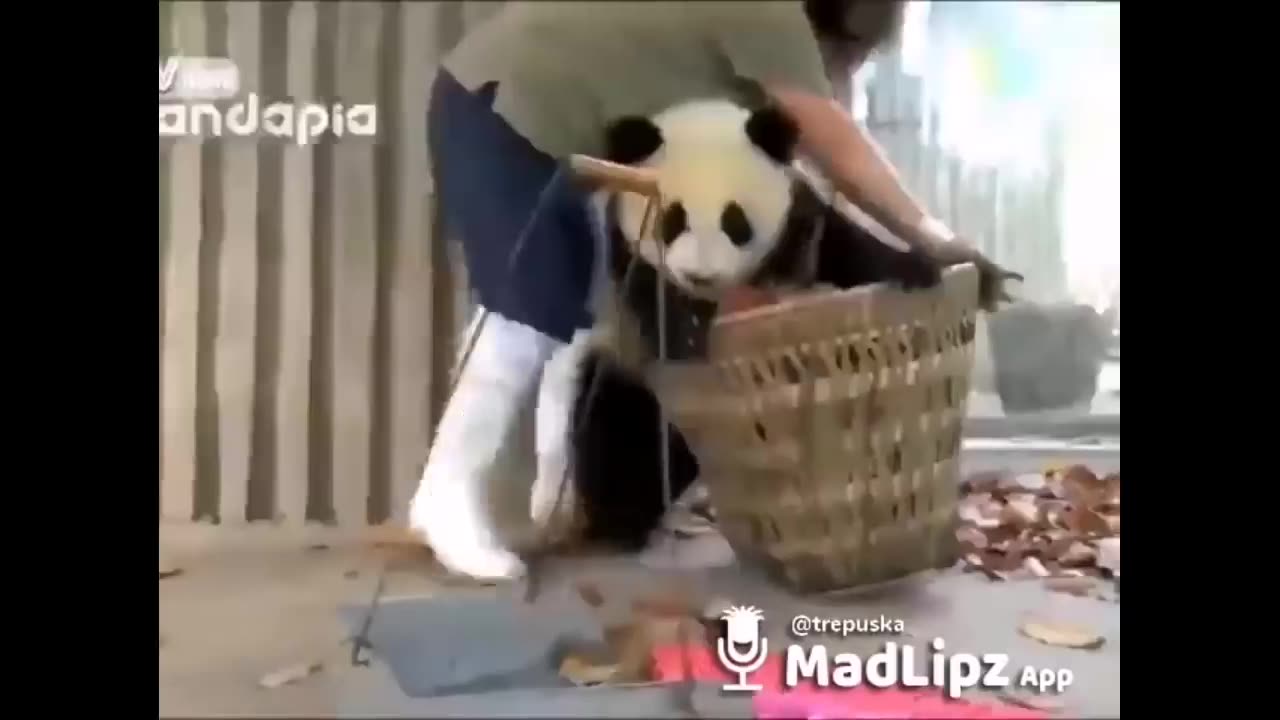 Try not to laugh