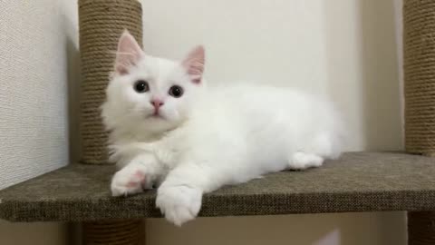 The reaction of the cat who heard the sound of thunder for the first time. Cute reaction of cat🐈