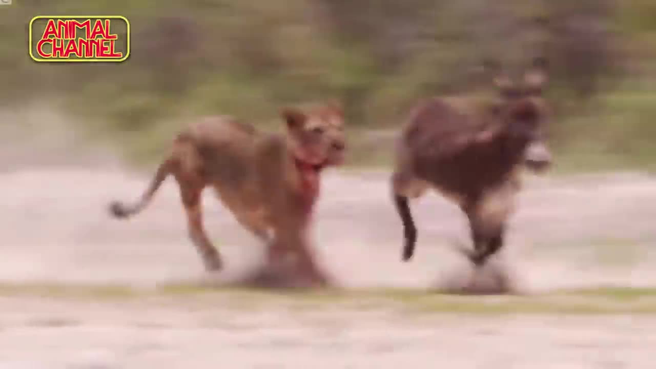 Amazing Leopard Hunting Skills