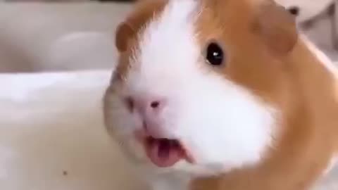 Beautiful rat