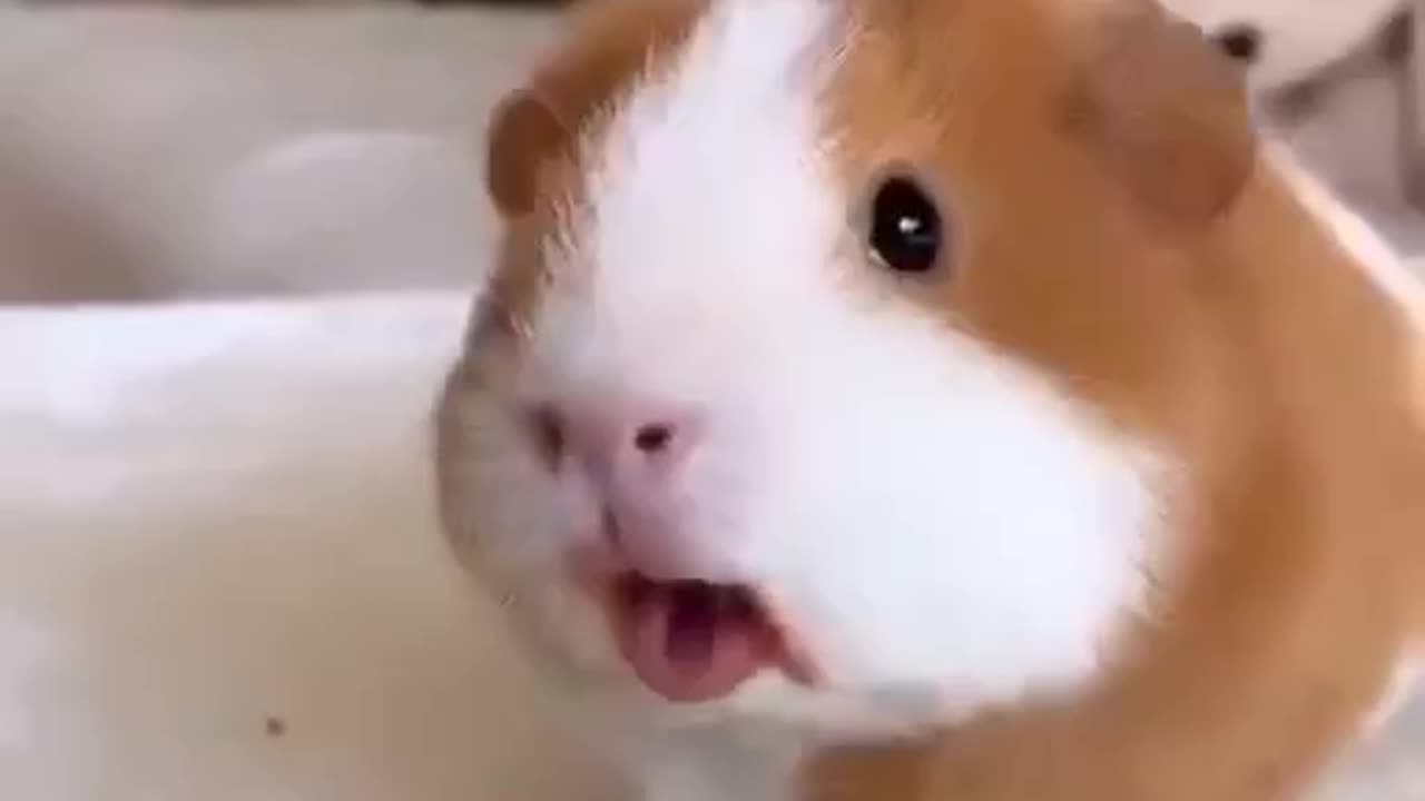 Beautiful rat