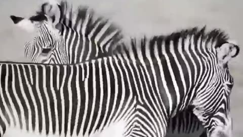 videoplayback (1)