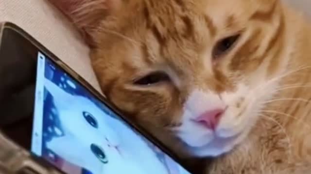 Cưới nhau rồi mà vẫn còn nhớ người yêu cũ 😚😚🥰🥰 #pet #cat #fyp