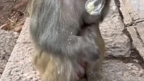 Noughty monkey looking hero