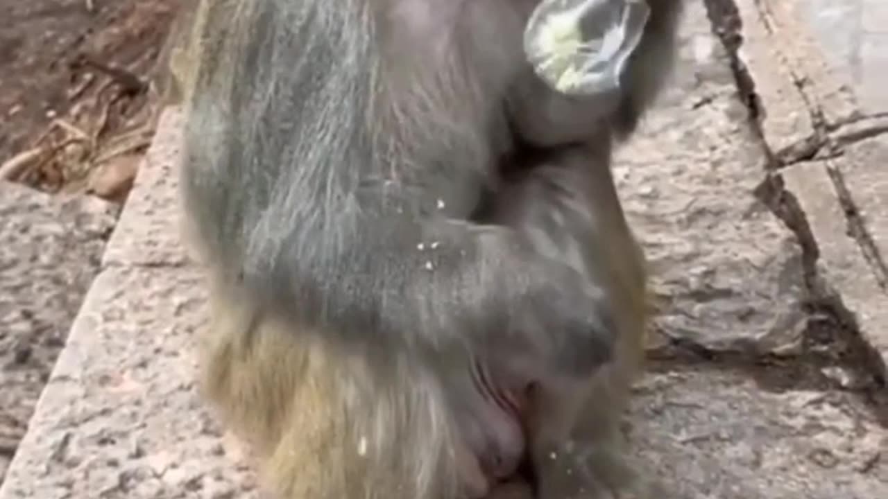 Noughty monkey looking hero