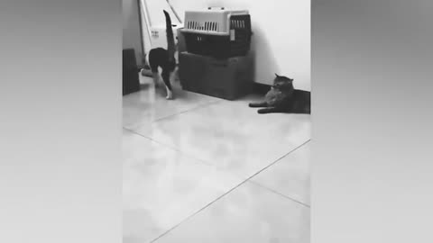 Try Not To Laugh 😂 Funniest Cats and Dogs 2023 😹🐶