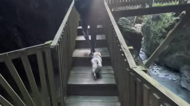 Une courte mais magnifique balade à faire en Suisse cet automne avec ton chienou en famille