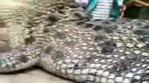 The largest alligator in the world.