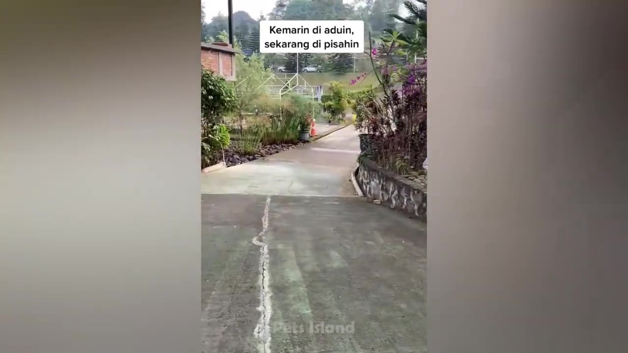 Best funny animals