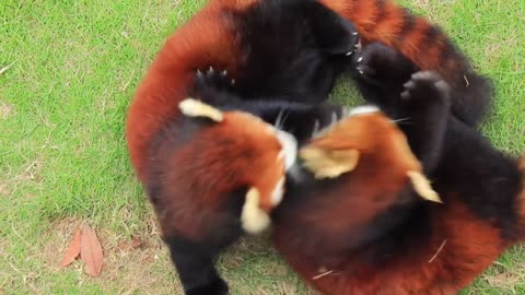 Red Panda