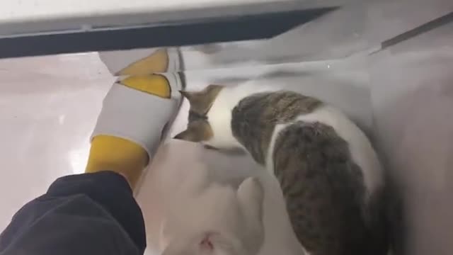 Greedy cat. Every time l cut the meat has to be so staring at