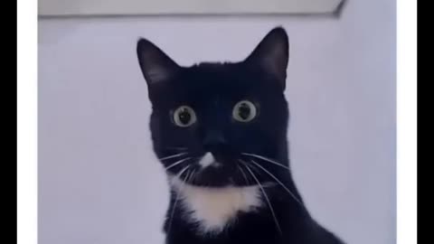 😂funny animal videos that i found for you #01😂 #cute & #funny - #cat - #video - #shorts