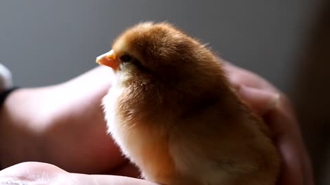 Little bird falling asleep