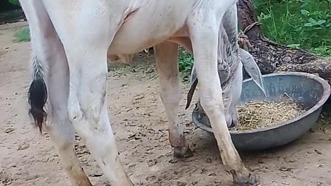 Eating Cow's calf