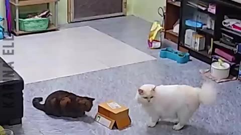 Amazing!! Short Funny animal video 2024 part 1 #amazing #funny #lol #viral #animal #SHORT