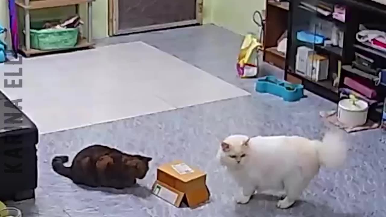 Amazing!! Short Funny animal video 2024 part 1 #amazing #funny #lol #viral #animal #SHORT