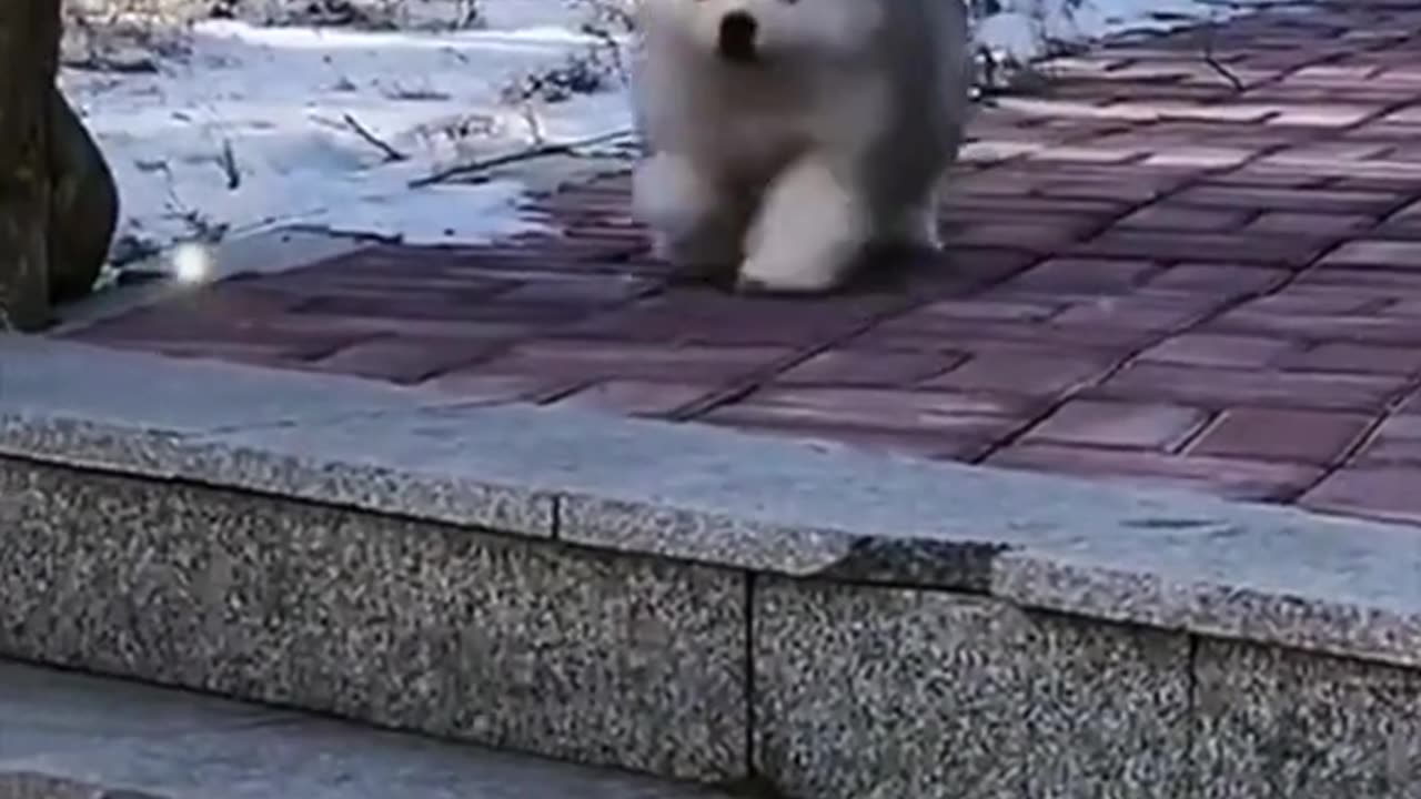 @cuteranimal