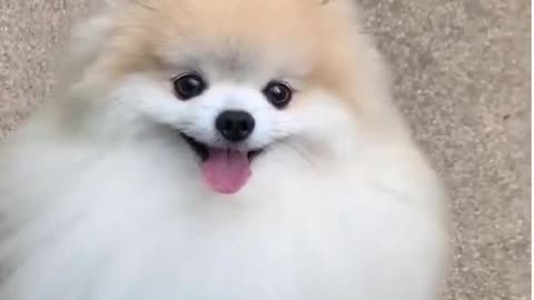 😂funny dog and cat moments😂 #shorts _ whole video link on comment
