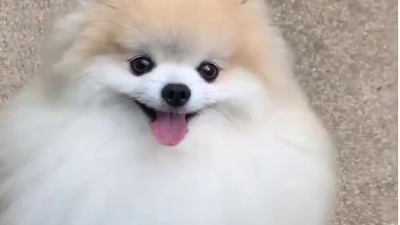 😂funny dog and cat moments😂 #shorts _ whole video link on comment