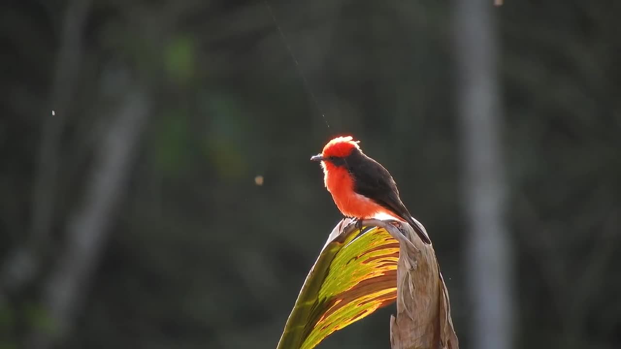 Lovely animals