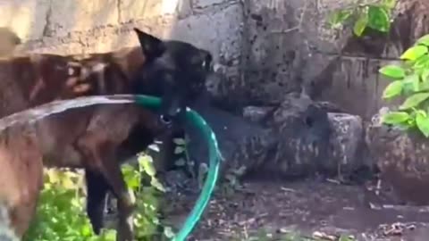 Funny Animal Videos 2024 Best Dogs And Cats Videos 😺😍short,viral,tiktok