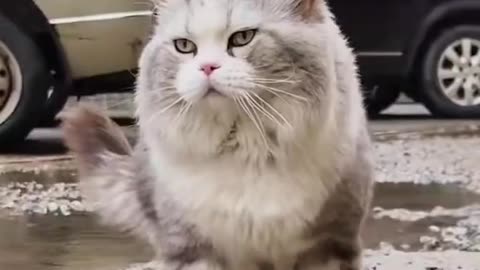 "Feline Elegance: The Fabulous Walking Style of Cats"