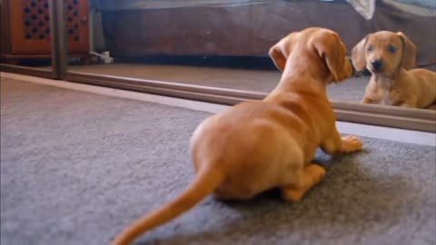 Funny! Dog Fights Itself In The Mirror