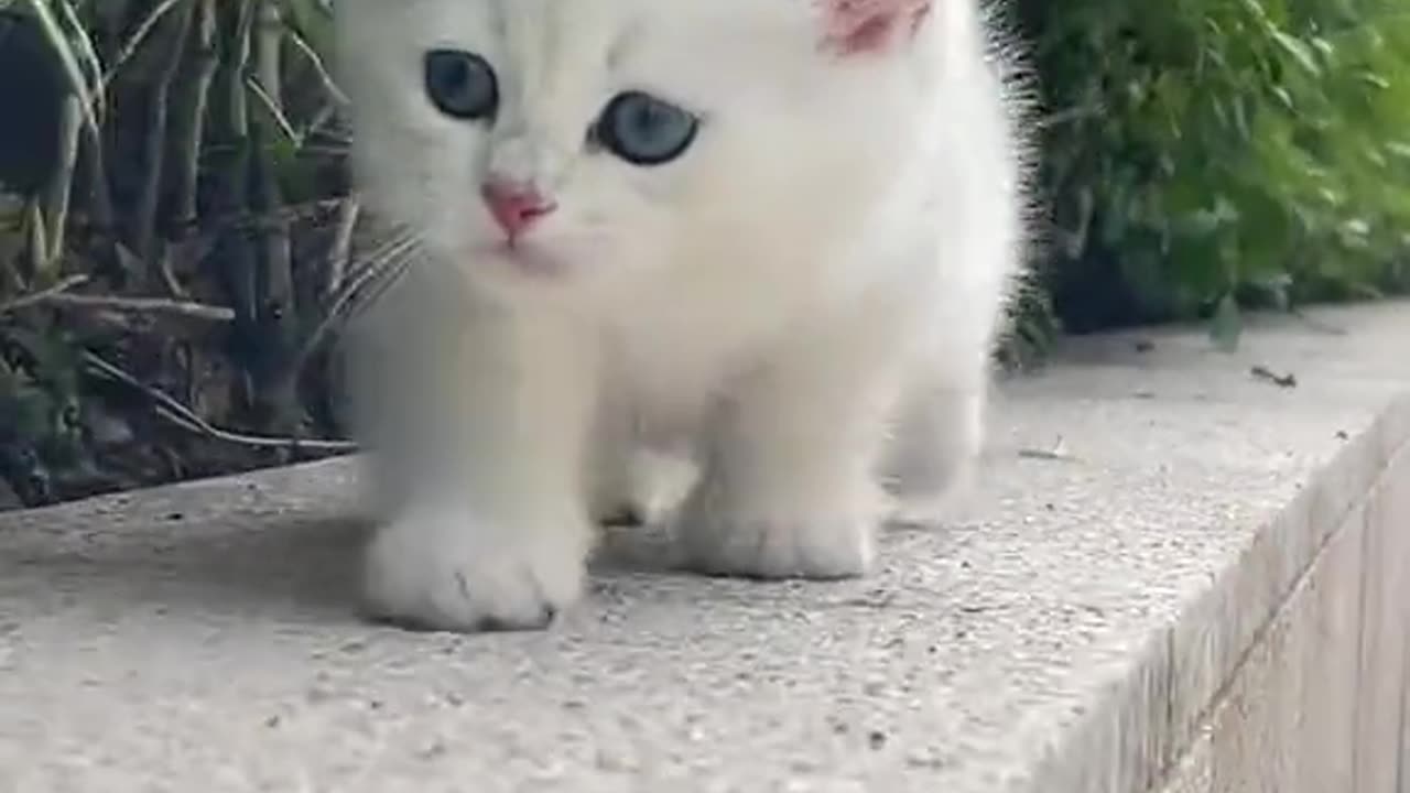 Walking of my 🐈