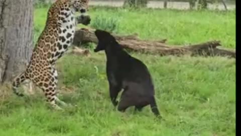 ❤️Jaguar❤️