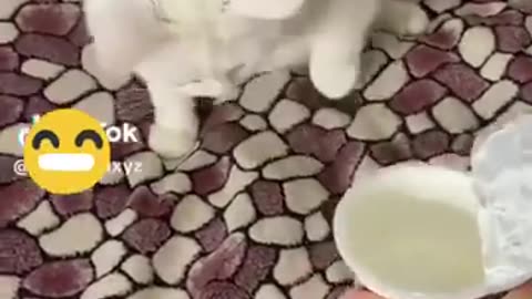 Funny cats animal Video