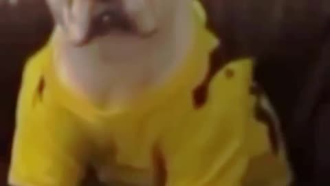 AWW SO FUNNY😂😂 Super Dog🤣Reaction Videos