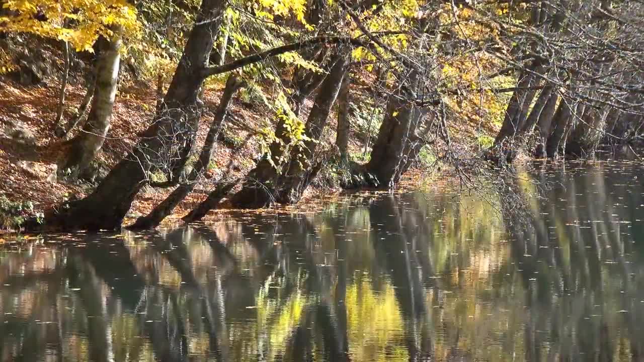 Enchanting Autumn Forests with Beautiful Piano Music