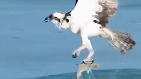 Eagle Hunt