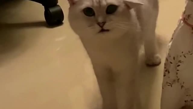287_It looks like she's wearing a beret.🥰 #catslovers #cutecat #
